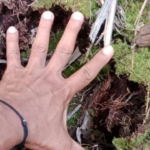 Dikira Harimau, Jejak Satwa Liar Bikin Panik Warga Kampung Langkai Siak