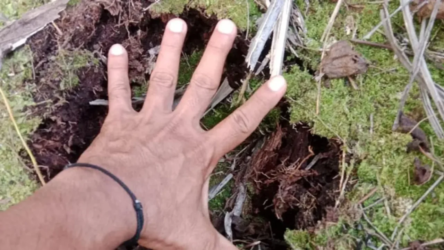 Dikira Harimau, Jejak Satwa Liar Bikin Panik Warga Kampung Langkai Siak