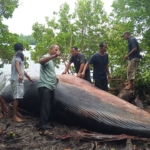Bangkai Paus Sekitar 1,5 Ton Terdampar di Sungai Desa Bente Inhil 
