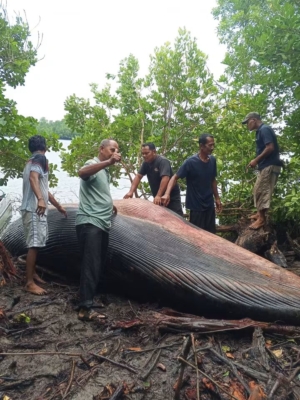 Bangkai Paus Sekitar 1,5 Ton Terdampar di Sungai Desa Bente Inhil 