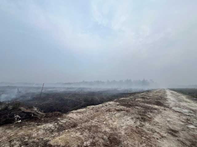 Pengembangan Kasus Karhutla di Tasik Tebing Serai, Polisi Tetapkan Satu Tersangka Dugaan Penguasaan Kawasan Suaka Margasatwa