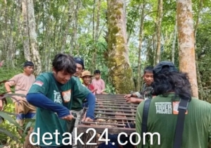 Beruang Madu Serang Emak-emak Petani Karet di Panti Pasaman, BKSDA Pasang Box Trap 