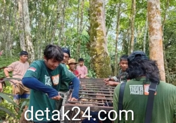 Beruang Madu Serang Emak-emak Petani Karet di Panti Pasaman, BKSDA Pasang Box Trap 