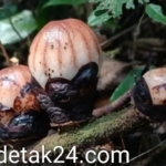 BKSDA Temukan 14 Bunga Langka di Hutan Cagar Alam Maninjau 