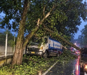 Dilanda Hujan dan Angin Kencang, Pohon Bertumbangan Timpa Mobil di Jalan Dock Yard Dumai