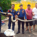 Ular Masuk Kandang Ayam, Warga Pekanbaru Panggil Damkar