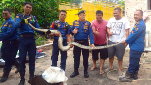 Ular Masuk Kandang Ayam, Warga Pekanbaru Panggil Damkar