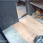 Harimau Pemangsa Manusia Masuk Jerat BBKSDA di Pelalawan 
