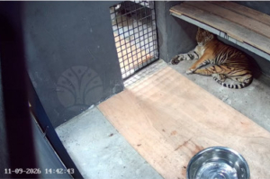 Harimau Pemangsa Manusia Masuk Jerat BBKSDA di Pelalawan 